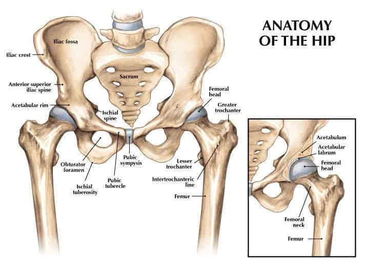 anatomical image of pelvis and hip joints. has the major bones and joints labelled. hip pain.