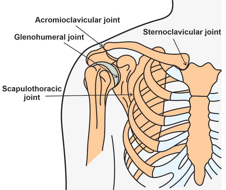 an anatomical drawing of a right shoulder region. all the major joints in the shoulder complex region are labeled