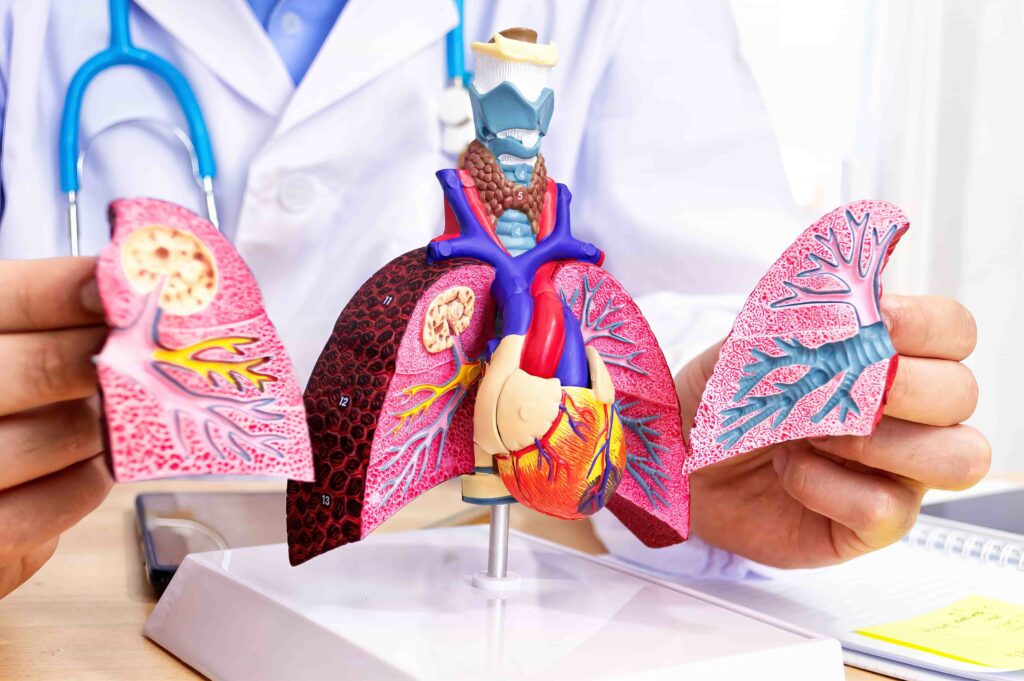 Plastic models of the human organs, lungs, heart and throat. Doctor wearing white lab coat holding the models