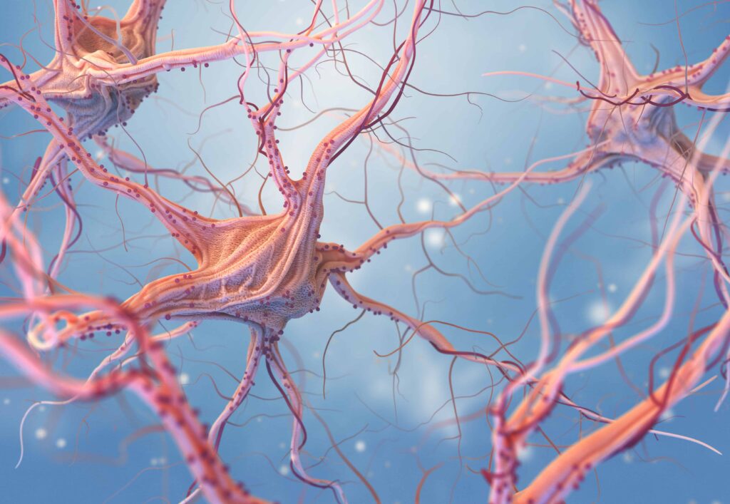 Picture of nerves axon and dendrites shown in pink against a blue background. Vagus nerve has axon and dendrite