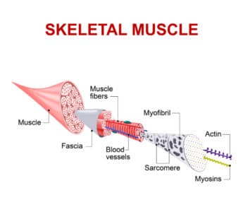 Diagram showing layers of skeletal muscle and how fascia connects muscle fibres. Proteins make up the structure of muscle.