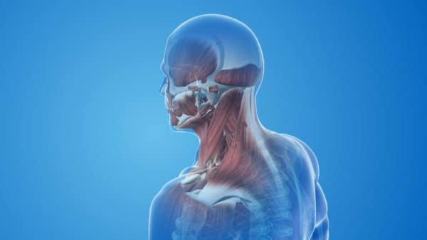 Anatomy of the head and neck is shown in red. Set on a blue backdrop. Chiropractic and osteopathy work on the muscles shown.