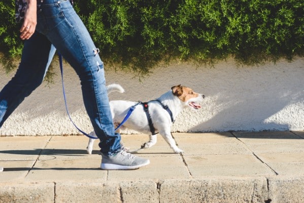 Dog walker walking fast with her pet on leash at street pavement