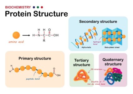 Protein structure as a diagram, from an amino acid to a complete protein.