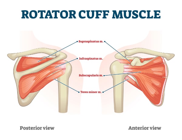 Diagram of anterior and posterior scapula region, showing rotator cuff muscles, including supraspinatus