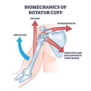 Diagram of rotator cuff muscles. Arrows show the direction muscles pull the humerus bone in red for shoulder movement. Supraspinatus movement creates rolling action.