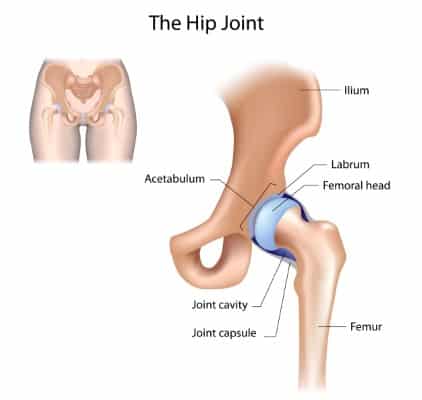 anatomical image of Hip joint structure - blue represents the labrum. Labrum is what tears in a hip labral tear.