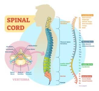 Spinal cord schematic diagram with all sections - cervical spine, thoracic spine, lumber spine, sacrum, coccyx. And diagram of vertebra. Calming effects of chiropractic on your nervous system.