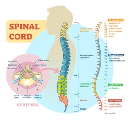 Spinal cord schematic diagram with all sections - cervical spine, thoracic spine, lumber spine, sacrum, coccyx. And diagram of vertebra.