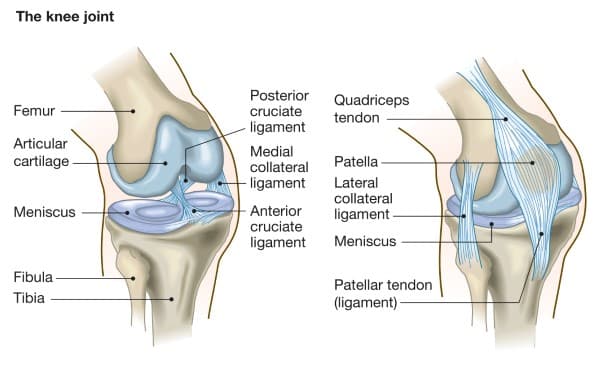 Anatomical diagram of the knee joint. With labels on all of the ligaments tendons and cartilage of the knee.