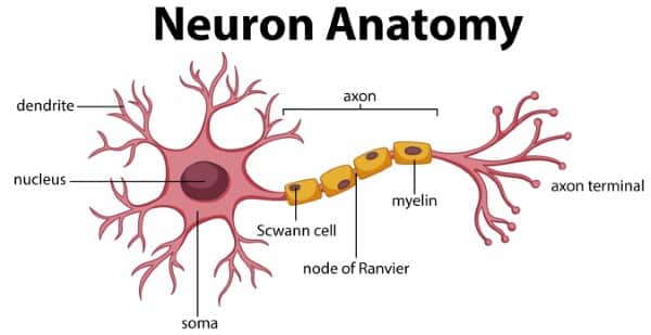 Diagram of Neuron Anatomy showing nerve dendrite, body and axon.