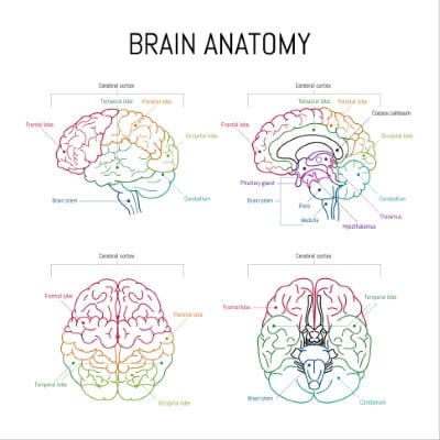 Minimalist infographic on white. Human brain lobes and functions illustration. Brain anatomy structure sections.