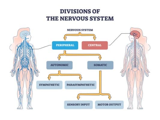 Divisions of peripheral and central nervous system anatomy outline diagram. Labeled educational scheme with autonomic and somatic or sympathetic and parasympathetic categories vector illustration. Nervous System