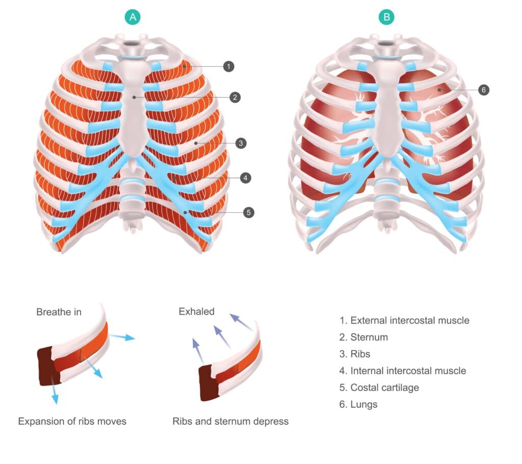 Anatomical diagram of the Rib cage. diagram labels: intercostal muscles, sternum, ribs , costal cartilage. All ribs can cause rib cage pain.