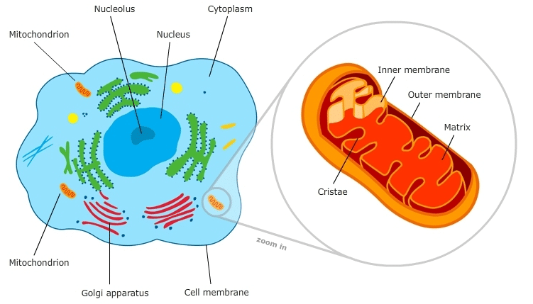 Picture of mitochondria draw as a cell with mitochondria inside the cell. Mitochondria draw in orange. The in blue and green.