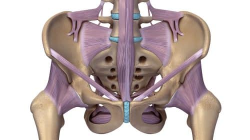 Skeleton hip with ligaments. Sprain of ligament or over strech creates sharp pain.