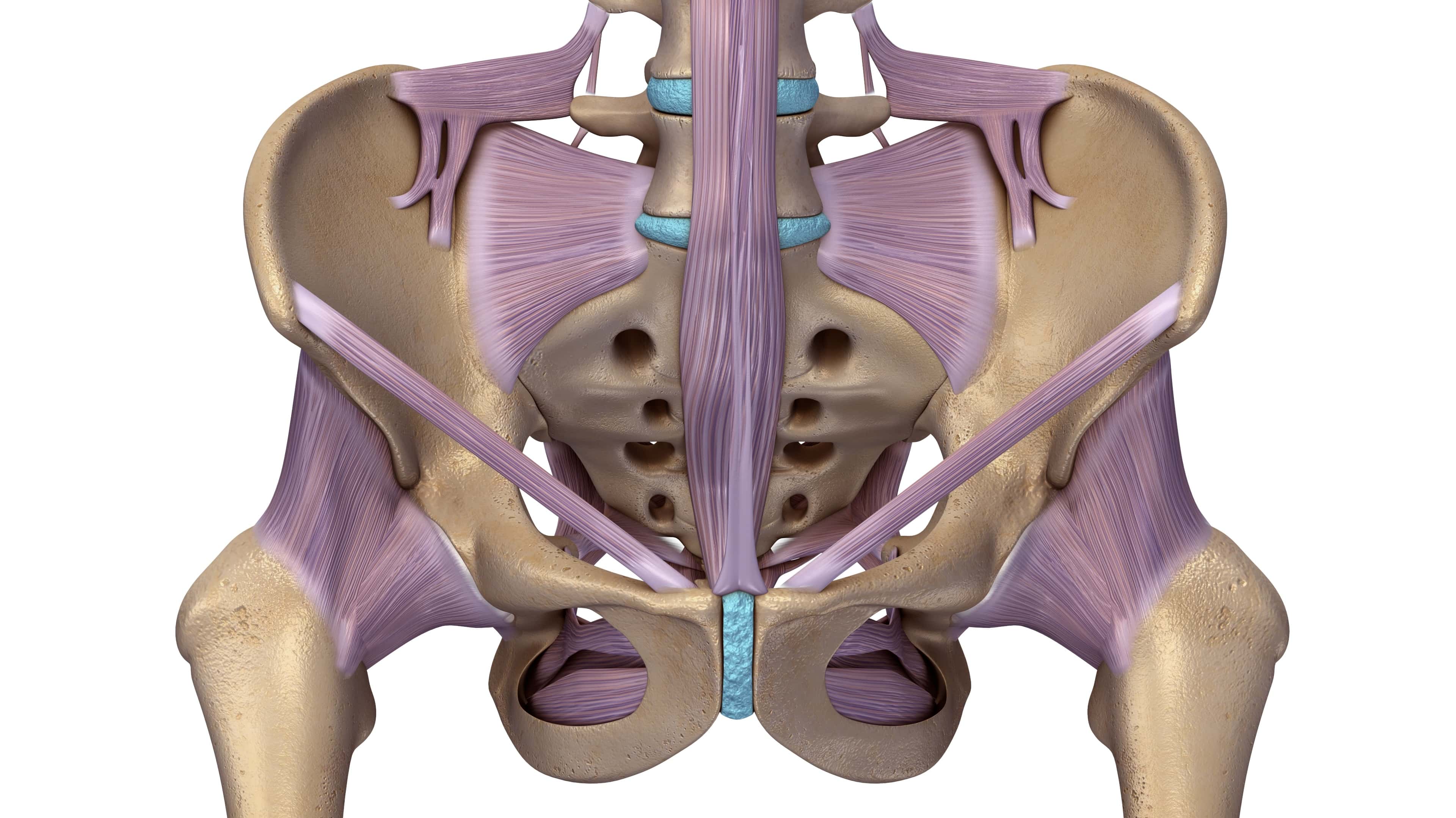 Skeleton hip with ligaments. Sprain of ligament or over strech creates sharp pain.