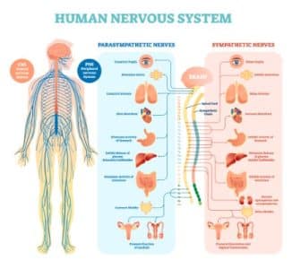 Human nervous system medical vector illustration diagram with parasympathetic and sympathetic nerves and all connected inner organs.